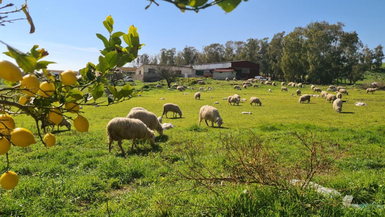 Agriturismo Sa Pigalva Tula Dış mekan fotoğraf